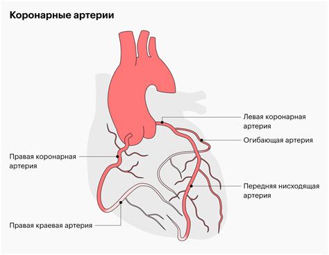 Слезные артерии