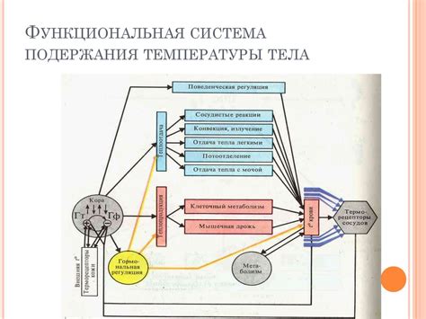 Советы для поддержания комфортной температуры и улучшения терморегуляции