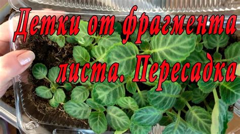 Советы для садоводов: борьба с тягой глоксинии