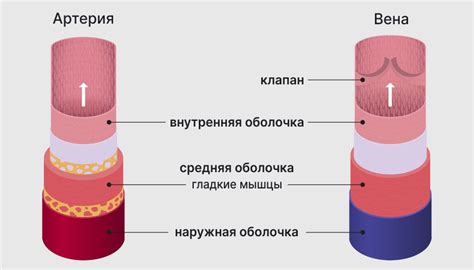 Советы по уходу за следами разрезов внутренней внутренней оболочки вен