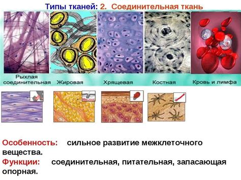 Соединительная ткань: роль в организме