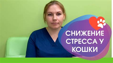 Создание комфортной атмосферы для кошки: значимость снижения стресса