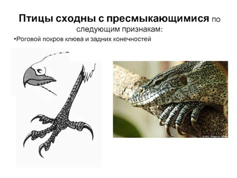 Создание конечностей и клюва для птицы утренней дымки