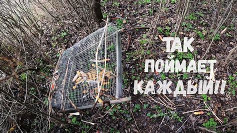 Создание провокационных ловушек для привлечения пропавших пушистых спутников