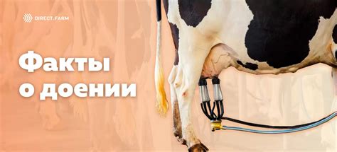 Сокрытые смыслы и непредсказуемые истолкования загадочных снов о доении коровы