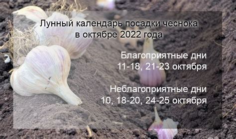 Соотношение компонентов: главный аспект успешной зимней посадки чеснока