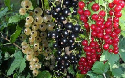 Состояние кустов смородины после сбора урожая: анализ и оценка