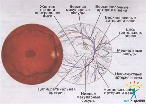 Сосуды глазного дна