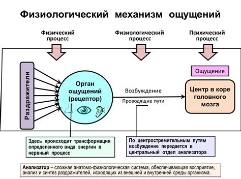 Социокультурные взгляды на восприятие окружающего мира