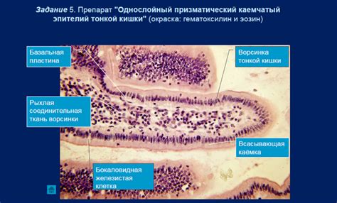 Специфические особенности вовлечения эпителиальных клеток воспаления Нильм
