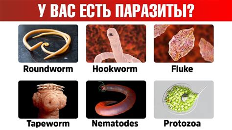 Специфические признаки различных инфекций паразитами: как выявить наличие вредителей в организме