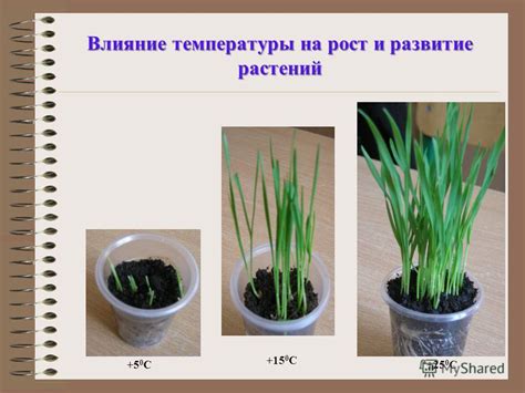 Способы восстановления растения и сохранения его листьев после их сваливания