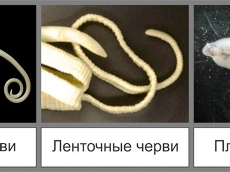 Способы избавления и лечения глистов у кота