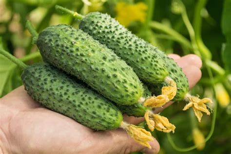 Способы придачи свежему вкусу огурцов без горечи