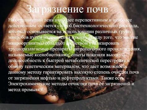 Способы решения проблемы гниения сердцевины молодой капусты
