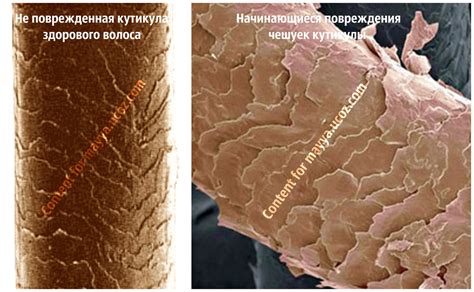 Справка о блеске и здоровье волос