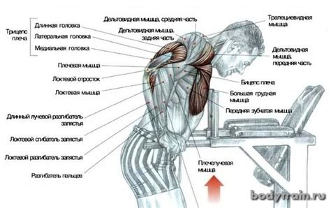 Сравнение нагрузки на мышцы при использовании брусьев и отжиманий