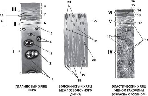 Старение и износ хрящевой ткани