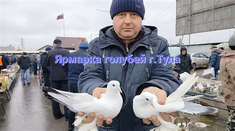 Статистика по появлению голубей на пороге