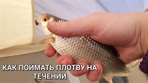 Стратегии и тактики для успешной ловли плотвы в теплое время года