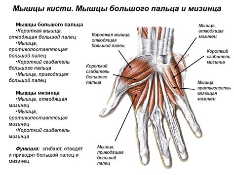 Строение и функции пятого пальца безымянной руки