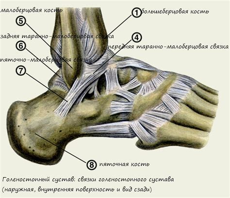 Строение и функциональность костей и суставов в области голеностопного сустава