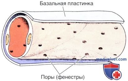 Строение капилляров: основные элементы