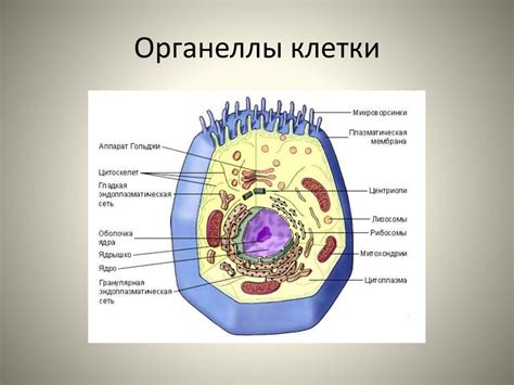 Строение клетки: органеллы и их функции