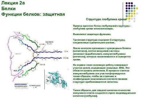 Структура глобулина