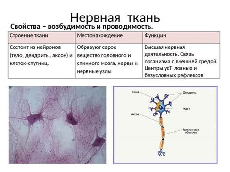 Структура и значимость нервной ткани в биологии