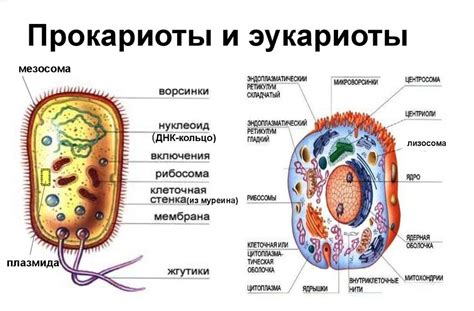 Структура и особенности формы разных типов клеток