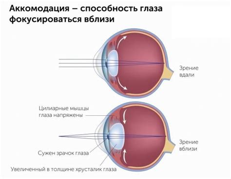 Структура и работа хрусталика