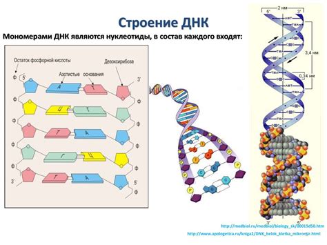Структура и роли ДНК