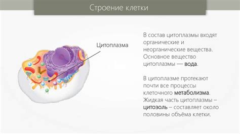 Структура клетки: основные компоненты и их функции