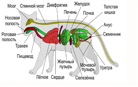 Структура шеи кролика: особенности анатомии и роль в функционировании организма