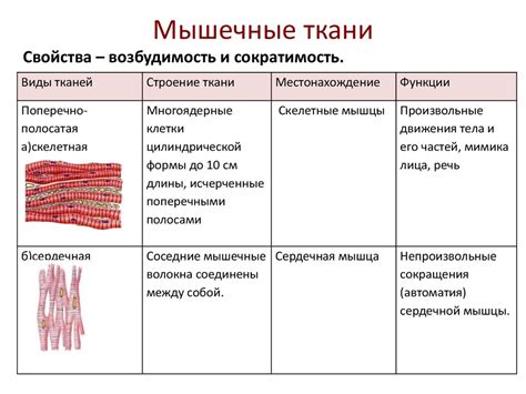 Структурное строение и габариты: особенности и сравнение