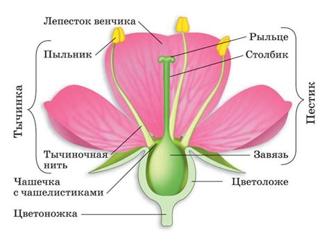 Структурное устройство плодового органа цветка