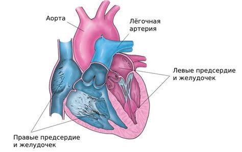 Структурные изменения в миокарде межжелудочковой перегородки: причины и механизмы