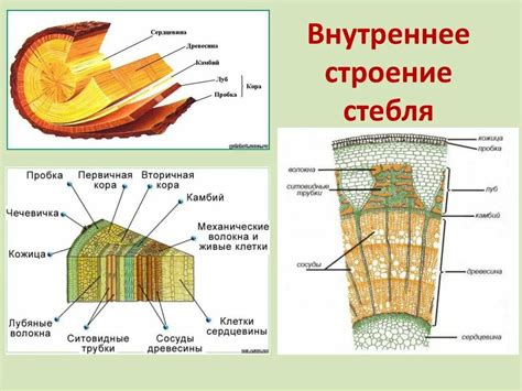 Структурные особенности одревесневшего стебля и стволика
