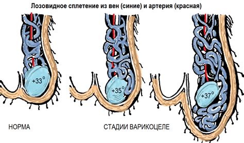 Суть и методика проведения пробы Вальсальвы: изучение эффектов на организм