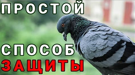 Существующие методы защиты от голубей