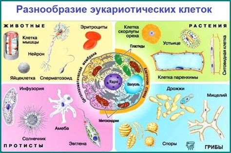 Схожие процессы в работе клеток у этих организмов