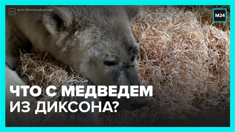 Тайна исчезновения медведя Диксона: первые предположения