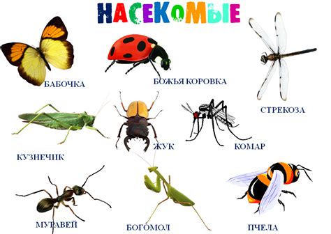 Тема 1: Символика насекомых на теле женщины во время сновидения