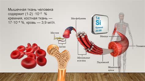 Тема 1: Симптомы недостатка пищевых волокон в организме