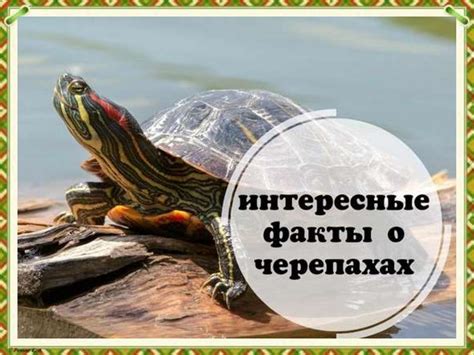 Температурный режим: важный аспект заботы о черепахах
