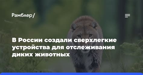 Техника глубокого трекинга: проверенные способы отслеживания животных в снежном лабиринте