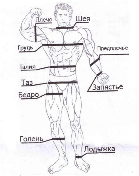 Техника измерения окружности тонкой части тела