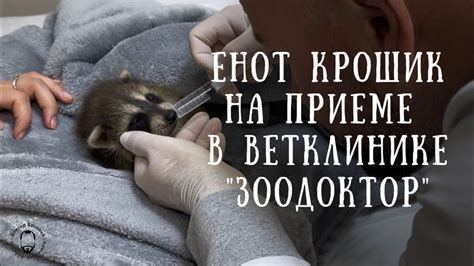 Техника купания жеребят: советы по правильному уходу за малышами
