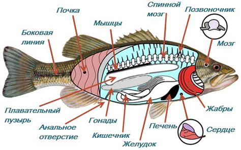 Техника эффективного удаления органов зрения лососевых рыб прежде приготовления идеальной ухи